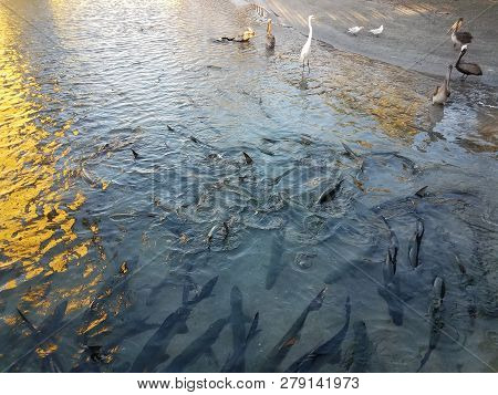 White Crane, Pelicans, And Tarpon Fish In La Guancha In Ponce, Puerto Rico