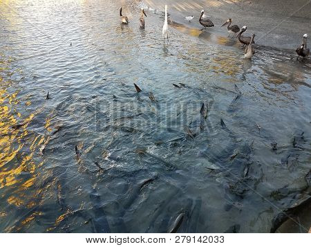 White Crane, Pelicans, And Tarpon Fish In La Guancha In Ponce, Puerto Rico