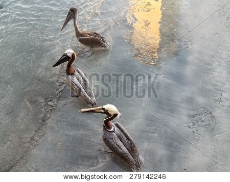 Pelicans And Water And Sand In La Guancha In Ponce, Puerto Rico
