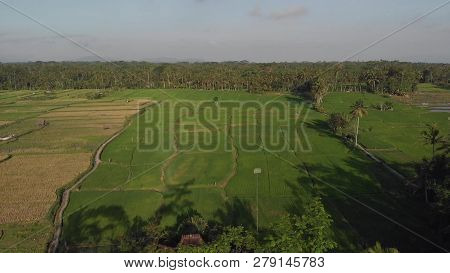 Aerial Drone Photo. Flying Over Rice Fields. Bali Island.
