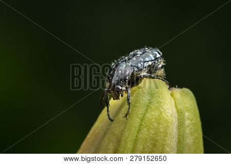 A Mediterranean Spotted Chafer (oxythyrea Funesta) Sitting On The Closed Bud Of A Lily, Dark Backgro