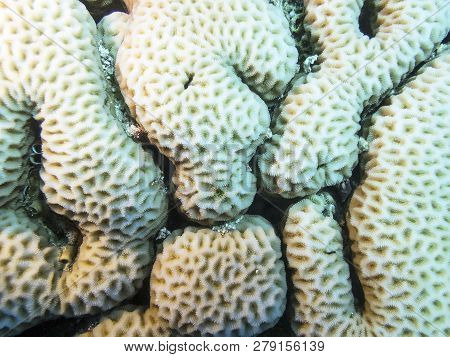 Colorful Coral Reef At The Bottom Of Tropical Sea, Great Favites Coral, Close Up, Underwater Landsca