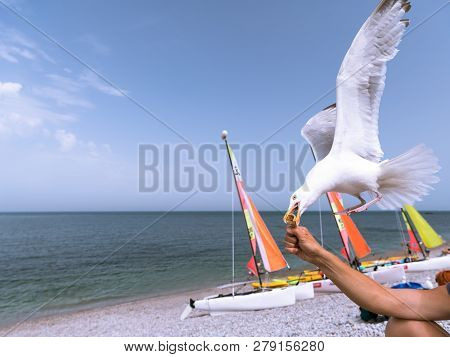 A European Herring Gull Stealing An Ice Cream Cone From A Hand In Flight, Beach In Etretat (normandy