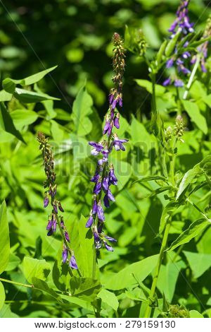 Blooming Fodder Or Eastern Galega, Galega Orientalis, In Wild Close-up, Selective Focus, Shallow Dof