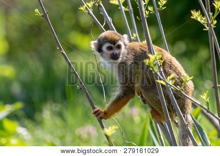 Common squirrel monkey sitting on thin branches in summer forest. Cute little Saimiri sciureus with orange hands and feet on blurred green background.