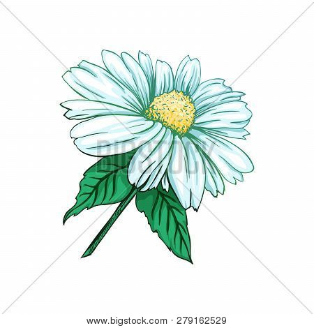 Daisy Or Chamomile Tea Herb Flower And Green Leaves. Herbal Therapy. Botany Plant, Matricaria Loose 