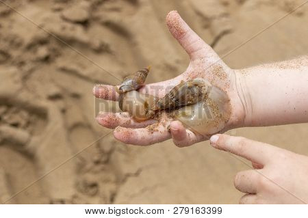 A Close Up View Of A Child Holding Two Seacreatures, Mollusks, Shellfish, On Their Hand At The Beach