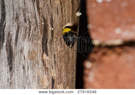 Carpenter Bee In de natuur