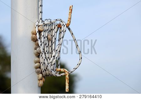Clams On The Mast.yacht Mast And Rigging