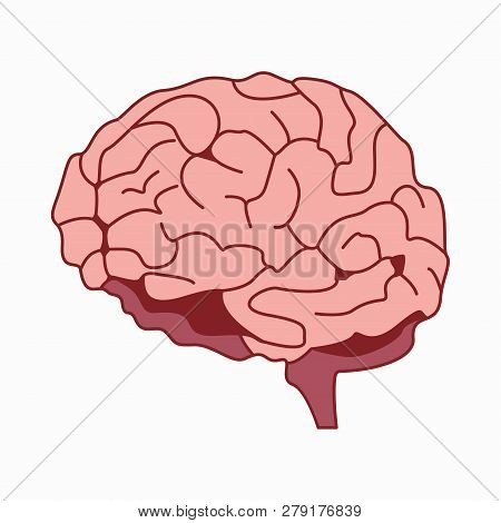 Medically Accurate Illustration Of The Brain Design Vector