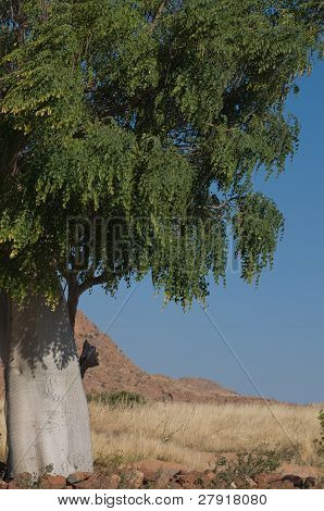 Moringa Baum