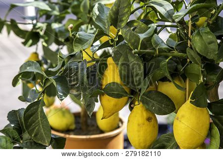 Fresh Yellow Lemons Naging From The Tree