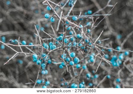 Blackthorn. Blue, Ripe Berries Of Wild Blackthorn On A Branch In Late Autumn. Blackthorn Berries, Pr