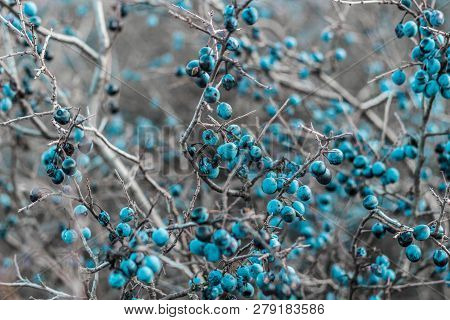 Blackthorn. Blue, Ripe Berries Of Wild Blackthorn On A Branch In Late Autumn. Blackthorn Berries, Pr