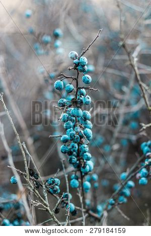 Blackthorn. Blue, Ripe Berries Of Wild Blackthorn On A Branch In Late Autumn. Blackthorn Berries, Pr