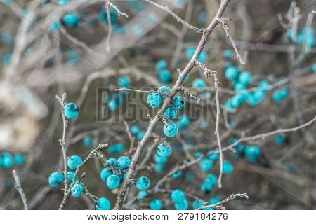 Blackthorn. Blue, Ripe Berries Of Wild Blackthorn On A Branch In Late Autumn. Blackthorn Berries, Pr