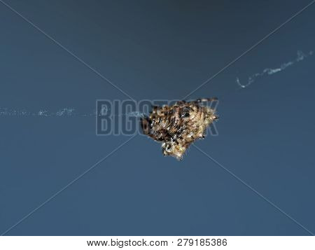 Macro Photography Of Orb-weaver Spider Or Gasteracantha Cancriformis Are On The Web Isolated On Back