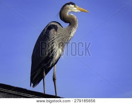 This Big Bird Stands Out Against A Blue Sky. He Was Perched On A Roof. Photo Taken During A Trip To 