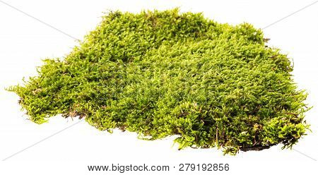 Moss Plant In The Detail Macro Photo