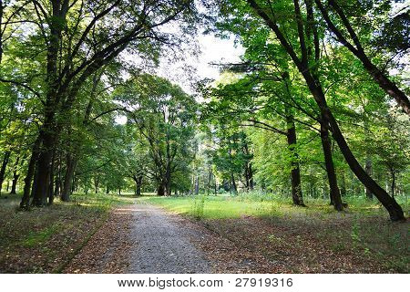 Paesaggio di estate: parco in Stolin