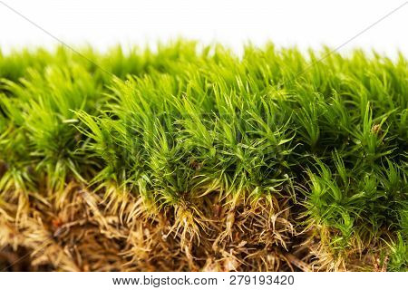 Moss Close Up In The Detail Isolated On A White