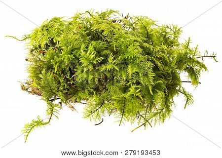Moss Isolated On A White Background Close Up