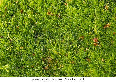Moss Texture Close Up In The Detail