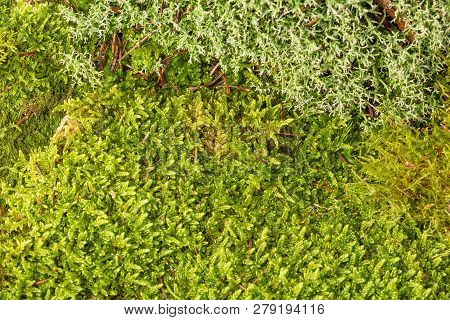 Moss And Lichen Texture Close Up In The Detail