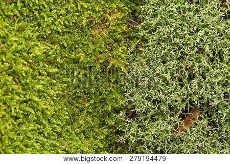 Moss And Lichen Texture Close Up In The Detail