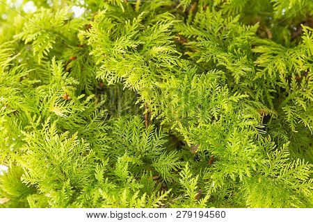 Green Moss In The Detail Close Up
