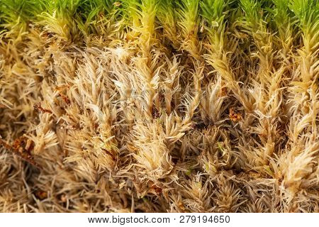 Moss Close Up In The Detail Macro Photo