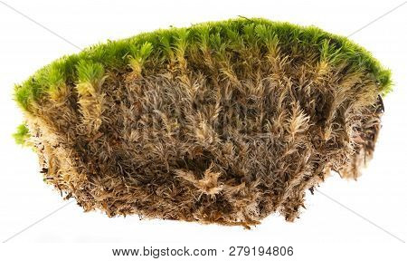 Moss Close Up In The Detail On White Background