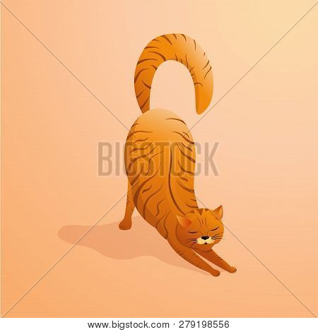 Thick Striped Red Cat Stretches Sleepily. A Pet With A Long Fluffy Tail. Vector Illustration.