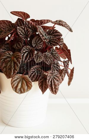 houseplant peperomia caperata in white flowerpot