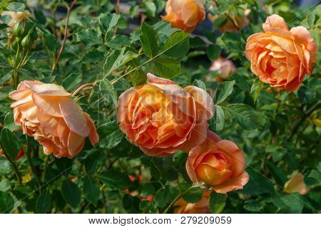 Blooming Yellow Rose In The Garden On A Sunny Day.