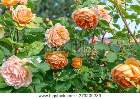 Blooming Yellow Rose In The Garden On A Sunny Day.