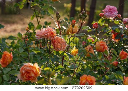 Blooming Yellow Rose In The Garden On A Sunny Day.