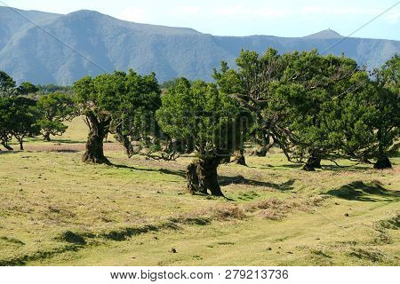 A Very Old Forest Of Laurel Trees, Madeira, Portugal