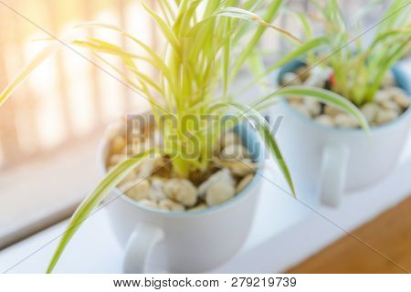 Spider Plant (chlorophytum) In White Ceramic Flowerpot Standing On Windowsill - Relax Time