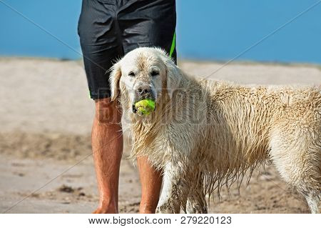 Dog Catching The Tennis Ball In The Beach Waiting Next To The Legs Of Its Master