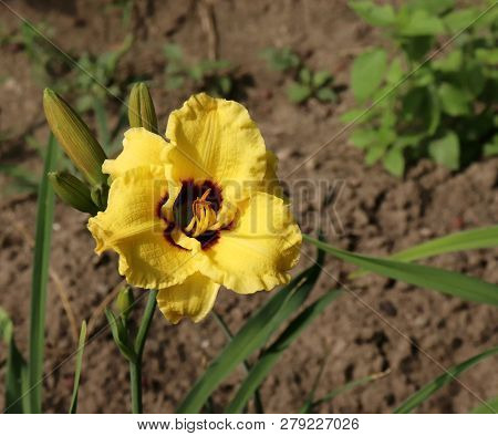 Luxury Flower Daylily , Hemerocalis Little Bumble Bee In The Garden , Close-up.edible Flower. Daylil