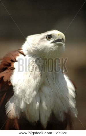 Kite dal petto bianco