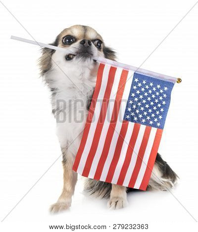 Little Chihuahua In Front Of White Background