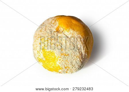 Rotten Citrus. Penicillium Mold On A Mandarin Fruit. Microscopic Fungi Producing Penicillin Antibiot
