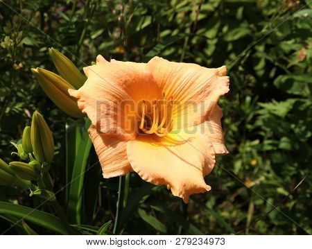 Luxury Flower Daylily, Hemerocallis Elisabeth Salter In The Garden Close-up.edible Flower. Daylilies