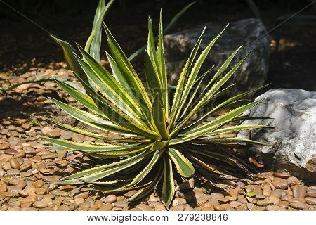 Sansevieria On The Ground Is Characterized By Long Slender Leaves Like Spears.