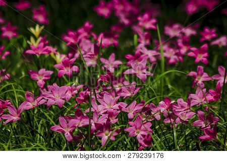 Zephyranthes Minuta In Nature With Pink Flowers