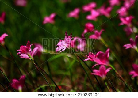 Zephyranthes Minuta In Nature With Pink Flowers
