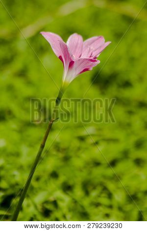 Zephyranthes Minuta In Nature With Pink Flowers