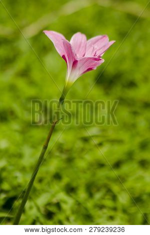 Zephyranthes Minuta In Nature With Pink Flowers